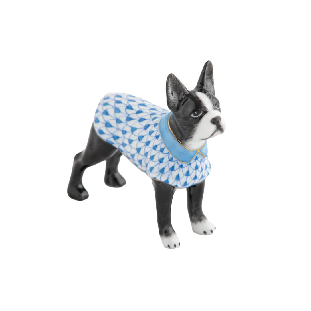 Boston Bull Terrier, Blue